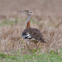 Denham's Bustard